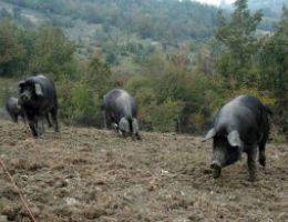 Immagine 1 di PROSCIUTTO CRUDO DA SUINO NERO DI PARMA 20 MESI