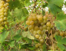 Immagine 2 di COLLI PIACENTINI MALVASIA D.O.C. PASSITO GOCCE DI MEMORIA PODERE CASALE