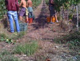 Immagine 4 di CHIANTI CLASSICO RISERVA D.O.C.G.