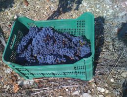 Immagine 5 di CHIANTI CLASSICO RISERVA D.O.C.G.