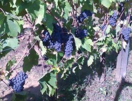 Immagine 2 di CHIANTI COLLINE PISANE D.O.C.G.RISERVA