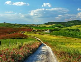 Immagine 3 di PROSCIUTTO CRUDO DI CINTA SENESE D.O.P.