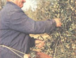 Immagine 2 di OLIO EXTRAVERGINE DI OLIVA TERRE DI SIENA D.O.P.