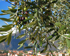 Immagine 1 di OLIO EXTRAVERGINE DI OLIVA CRU' CAMPANARI CULTIVAR POVESE