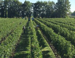 Immagine 2 di RABOSO DEL PIAVE D.O.C. VIGNETO TERRE NOBILI