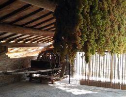 Immagine 3 di RECIOTO DI GAMBELLARA D.O.C.G. CLASSICO CUL D'ORO DAVIDE VIGNATO VINI BIO