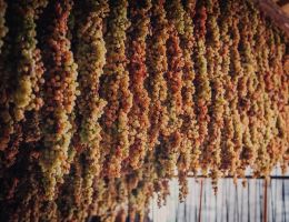 Immagine 4 di RECIOTO DI GAMBELLARA D.O.C.G. CLASSICO CUL D'ORO DAVIDE VIGNATO VINI BIO