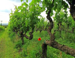 Immagine 3 di LAZIO ROSSO I.G.P. COLLE ROSSO