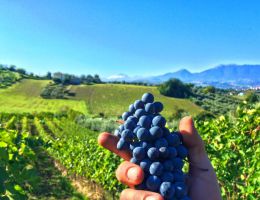 Immagine 2 di PICENO SUPERIORE D.O.P.  BIO POLISIA