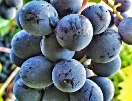 Immagine 3 di PICENO SUPERIORE D.O.P.  BIO POLISIA