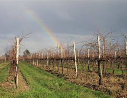 Immagine 5 di LISON PRAMAGGIORE  DOCG CLASSICO