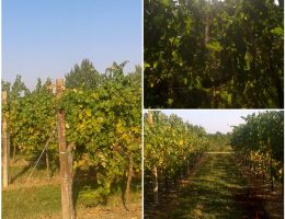 Immagine 2 di 150 LISON CLASSICO D.O.C.G.