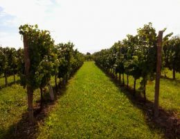 Immagine 4 di 150 LISON CLASSICO D.O.C.G.