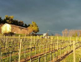 Immagine 4 di CONERO RISERVA D.O.C.G. SASSI NERi