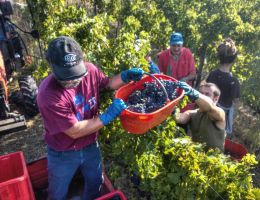 Immagine 5 di CONERO RISERVA D.O.C.G. SASSI NERi