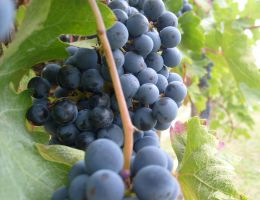 Immagine 3 di VALCAMONICA MERLOT I.G.T.  SELEZIONE L'ANTENATO TERRE DI ERBANNO