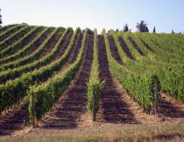 Immagine 3 di VERDICCHIO DEI CASTELLI DI JESI D.O.C. CLASSICO SUPERIORE