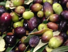 Immagine 2 di OLIO EXTRAVERGINE DI OLIVA CULTIVAR CARBONCELLA DI CATEGORIA SUPERIORE