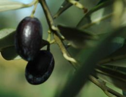 Immagine 3 di OLIO EXTRAVERGINE DI OLIVA D.O.P. GARDA ORIENTALE