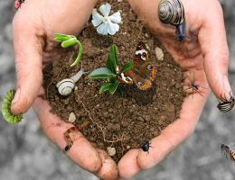 Immagine 4 di OLIO EXTRAVERGINE DI OLIVA D.O.P. GARDA ORIENTALE