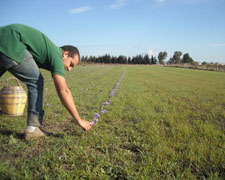Immagine 5 di ZAFFERANO DI SAN GAVINO MONREALE D.O.P.