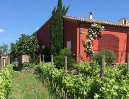 Immagine 4 di MARCHE ROSSO SAGRANTINO I.G.T. LO SCONOSCIUTO