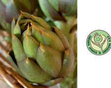 Immagine 1 di Carciofo Spinoso di Sardegna D.O.P.