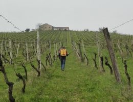 Immagine 2 di VERDICCHIO DEI CASTELLI DI JESI  RISERVA  CLASSICO D.O.C.G. SAN PAOLO
