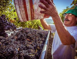 Immagine 2 di LACRIMA DI MORRO D'ALBA D.O.C. SUPERIORE GUARDENGO