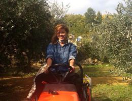 Immagine 2 di OLIO EXTRAVERGINE DI OLIVA CULTIVAR LECCINO QUALITA' SUPERIORE