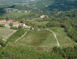 Immagine 4 di COLLINA TORINESE BARBERA D.O.C. IL GIRAPOGGIO VINI