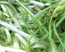 Immagine 1 di Puntarelle di cicoria