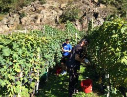 Immagine 2 di SFORZATO VALTELLINA D.O.C.G. DELL'ORCO RIVETTI & LAURO