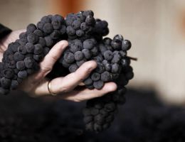 Immagine 3 di SFORZATO VALTELLINA D.O.C.G. DELL'ORCO RIVETTI & LAURO