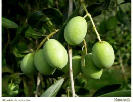 Immagine 2 di OLIO EXTRAVERGINE DI OLIVA TERRE DEI GOTI CULTIVAR RAGGIA DI CATEGORIA SUPERIORE