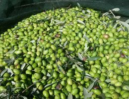 Immagine 2 di OLIO EXTRAVERGINE DI OLIVA QUALITA' SUPERIORE