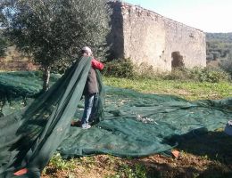 Immagine 3 di OLIO EXTRAVERGINE DI OLIVA QUALITA' SUPERIORE