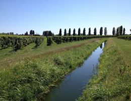 Immagine 3 di LISON PRAMAGGIORE D.O.C.G. CLASSICO JUTI