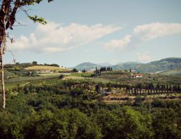 Immagine 2 di OLIO EXTRAVERGINE DI OLIVA VENETO VALPOLICELLA D.O.P. CULTIVAR GRIGNANO DI CATEGORIA SUPERIORE