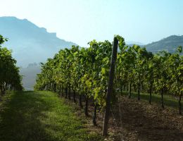 Immagine 2 di MARCHE ROSSO I.G.T. NULLIUS