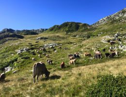 Immagine 3 di BITTO D.O.P. BIO VAL DI SONA ​​​​​​​CASEIFICIO LA TAIADA