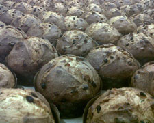 Immagine 3 di PANETTONE AL FORMAGGIO FORNO TACCALITE