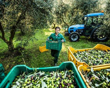 Immagine 1 di OLIO EXTRAVERGINE DI OLIVA CAPSULA ORO CULTIVAR LECCINO QUALITA' SUPERIORE