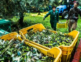Immagine 2 di OLIO EXTRAVERGINE DI OLIVA CAPSULA ORO CULTIVAR LECCINO QUALITA' SUPERIORE