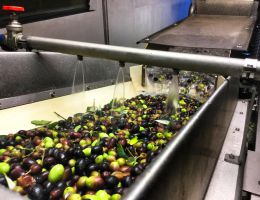 Immagine 3 di OLIO EXTRAVERGINE DI OLIVA CAPSULA ORO CULTIVAR LECCINO QUALITA' SUPERIORE