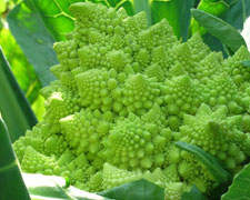Immagine 1 di Broccolo Romanesco
