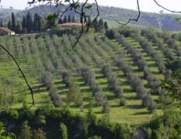 Immagine 3 di OLIO EXTRAVERGINE DI OLIVA BLEND QUALITA' SUPERIORE