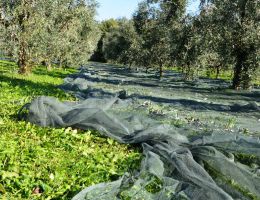 Immagine 3 di OLIO EXTRAVERGINE DI OLIVA D.O.P. GARDA BRESCIANO DI CATEGORIA SUPERIORE CAVAZZA