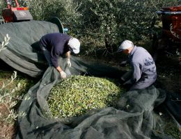 Immagine 5 di OLIO EXTRAVERGINE DI OLIVA D.O.P. GARDA BRESCIANO DI CATEGORIA SUPERIORE CAVAZZA