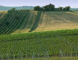 Immagine 2 di CASTELLI DI JESI VERDICCHIO RISERVA D.O.C.G. CLASSICO VILLA BUCCI